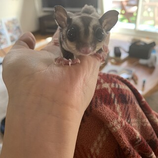 フクロモモンガ里親さん募集してます