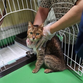 処分対象 豪雨の中 救われた子