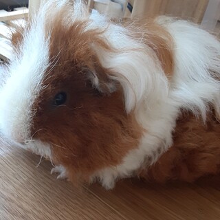 モルモット　1才　テッセル　