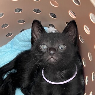 人懐っこい甘えっ子♡中山組エミリン