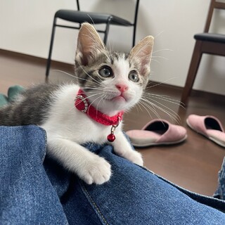 【一旦募集停止】大きなおめめ⭐︎のブルー