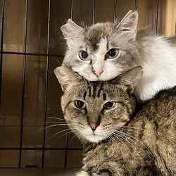 名古屋市緑区猫の譲渡会