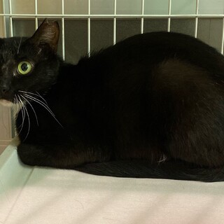 黒ソックスの女の子