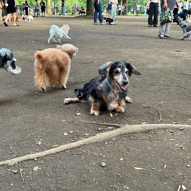 ペットスペースまりものカバー写真