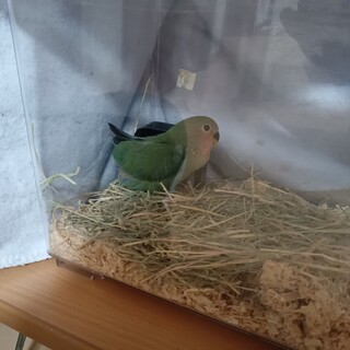 小桜インコ　手乗り？