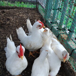 白チャボ（オス）の里親募集です。