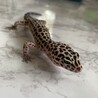 にけとバニラととかげ