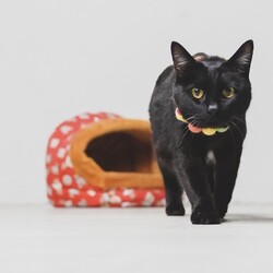 猫の譲渡会 サムネイル2