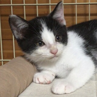 終生飼える方求む