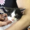 終生飼える方求む サムネイル2