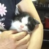 終生飼える方求む サムネイル4