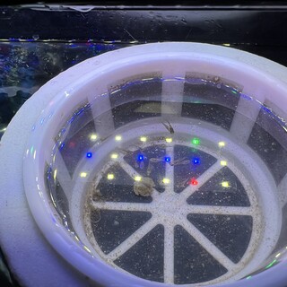 バルーンモーリー 虎柄 赤ちゃん