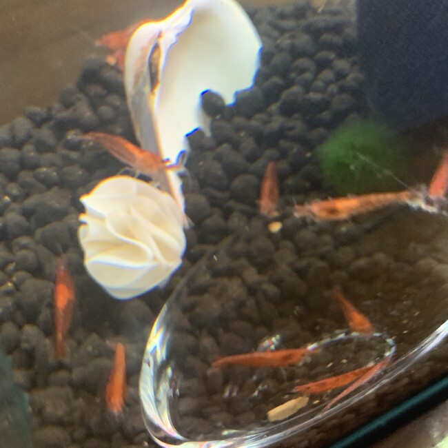 新しい家族探し中のカバー写真