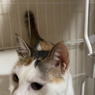 スレンダーで元気たっぷり三毛猫です