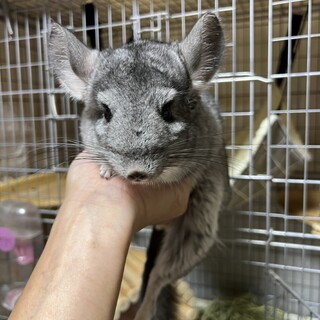 チンチラ スタンダードグレー 決定