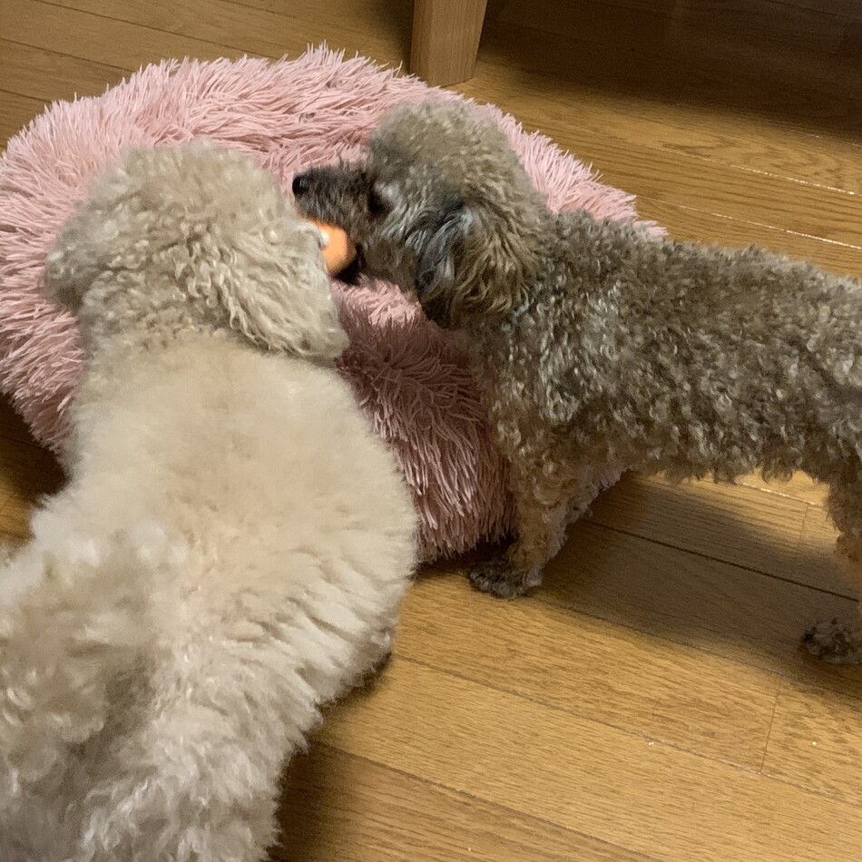 ミエルのカバー写真