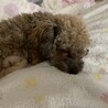 ウルス