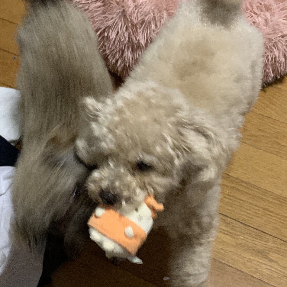 ウルスのカバー写真