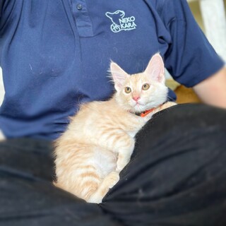 遊ぶの大好き！やんちゃで甘えん坊な男の子！