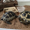 リクガメ　2匹