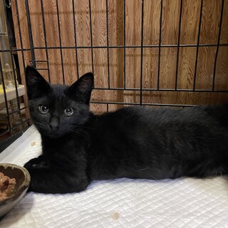 甘えん坊な美人黒ねこ　オス　4ヶ月