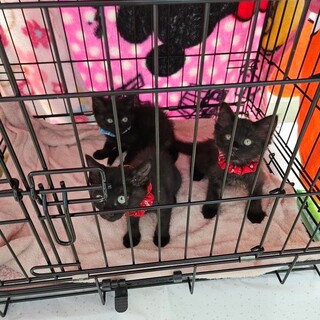 可愛い黒猫の3兄妹です❤️