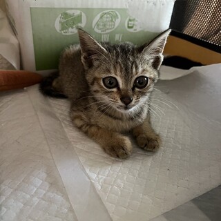 生後2ヶ月くらいキジちゃんメス