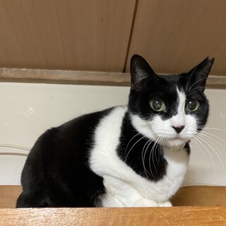 猫の里親さん探してます。