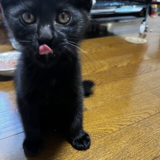 黒の子猫3ヶ月女の子