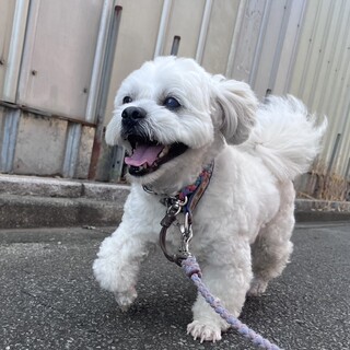 いつもにっこりペキニーズミックスの「アイ」君