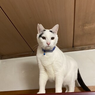 ナナちゃんです。