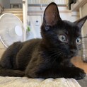 元気いっぱい！黒猫男の子　生後2ヶ月
