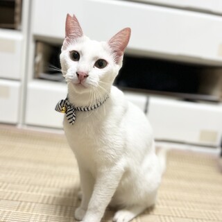 愛想抜群！シュッと男前なシロちゃん【FIV陽性】