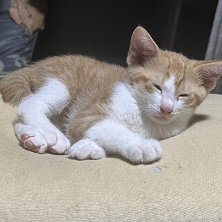 ハチワレ茶白さん里親募集！！