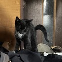 タキシード猫さん里親募集！！
