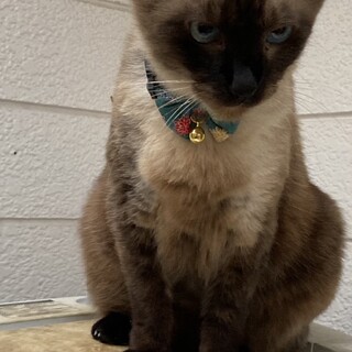 ココちゃんです。