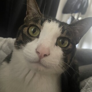 4歳甘えん坊キジ白！