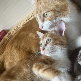 性格抜群のママとちび！一緒に譲渡希望