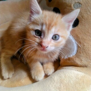 とても活発　はなちゃん