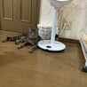 怖がりのラガー♂