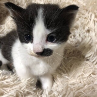 推定3週〜1ヶ月の子猫です！