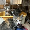 1ヶ月半　三毛キジ猫　愛らしい　みおちゃん サムネイル2
