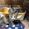 1ヶ月半　三毛キジ猫　愛らしい　みおちゃん サムネイル3