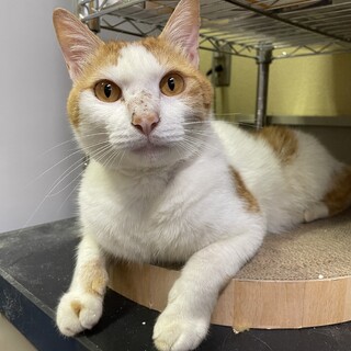 3本足で、懸命に生きる