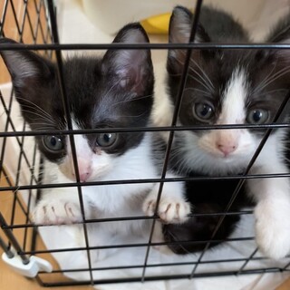 4匹の仲良し兄妹猫です！