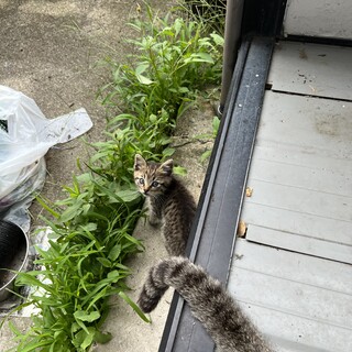 キジトラの男の子