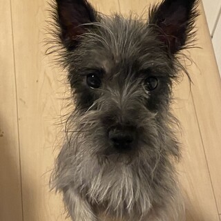 ケアーン・テリア メス 2歳元気いっぱい！！