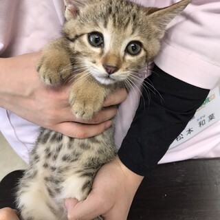 ありがとうございました★キジ虎可愛いフラちゃん
