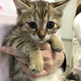 ありがとうございました★キジ虎可愛いハワイちゃん