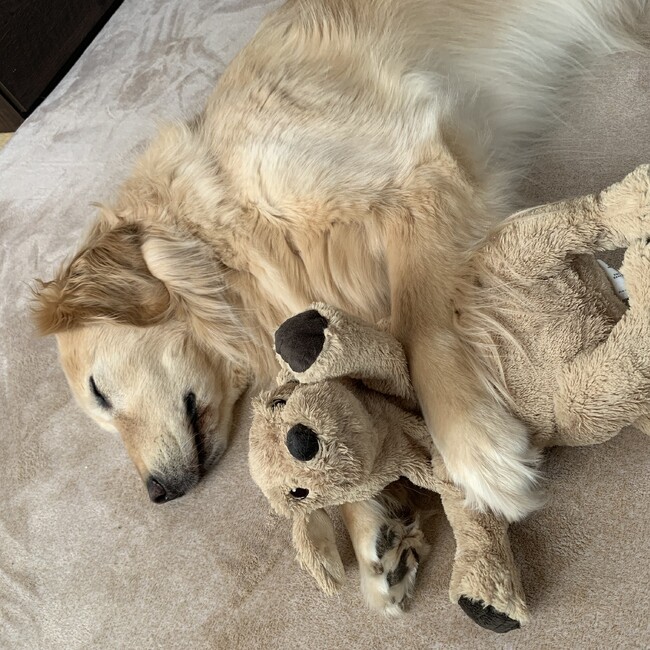 ロビパパのカバー写真
